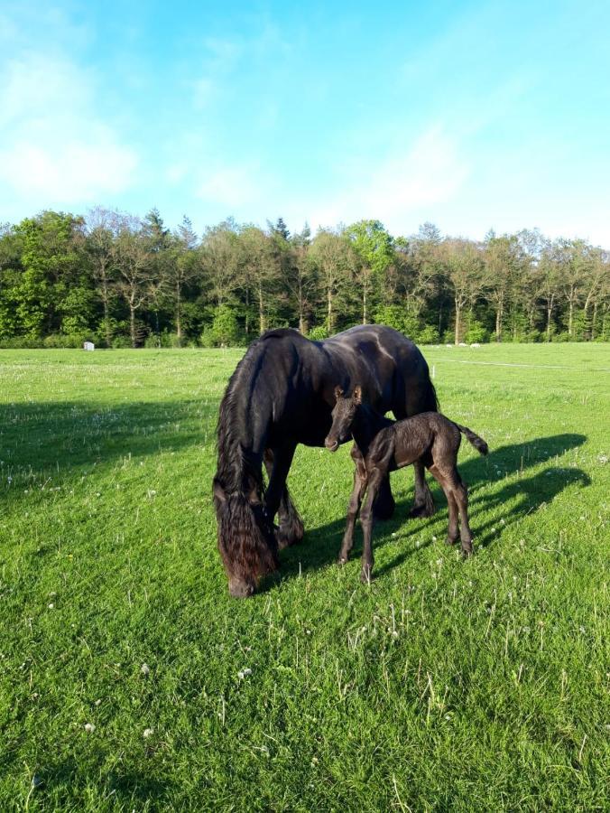 B&B Stripsein Wijnjewoude Zewnętrze zdjęcie
